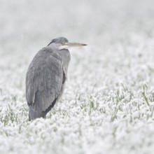 Grey heron (Ardea cinerea) stands in winter in heavy snowfall on a snow-covered meadow, in a field,