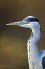 Portrait at the city pond...Grey heron (Ardea cinerea), detailed close-up, head portrait in front