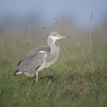 Well fed... Grey heron (Ardea cinerea), well-known, frequently observed walking bird in many