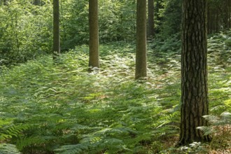 Ferns, trees, forest, Sieversen, Rosengarten, Lower Saxony, Germany