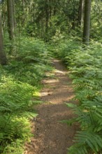 Path through bracken, forest, Sieversen, Rosengarten, Lower Saxony, Germany