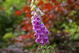 Common foxglove (Digitalis purpurea), Hummel, Sieversen, Rosengarten, Lower Saxony, Germany