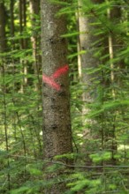 Tree marked for felling, forest, Sieversen, Rosengarten, Lower Saxony, Germany