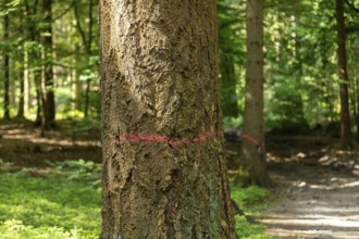 Tree marked for felling, forest, Sieversen, Rosengarten, Lower Saxony, Germany
