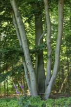 Tree, Forest, Sieversen, Rosengarten, Lower Saxony, Germany