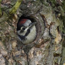 Cute to look at... Great spotted woodpecker (Dendrocopos major), almost fledged young bird looks