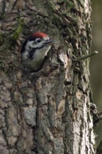Almost fledged ... Great spotted woodpecker (Dendrocopos major), young woodpecker leans far out of