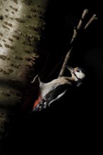 Where there is shadow, there is light... Great spotted woodpecker (Dendrocopos major) in the light
