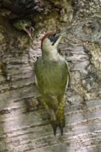 With food in its crop... Green woodpecker (Picus viridis), young bird sticks its head out
