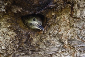 A little head peeks out of the cavity... Green woodpecker (Picus viridis), young bird shortly in