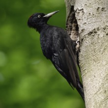 Black woodpecker (Dryocopus martius), adult female, sits in typical pose in front of its breeding