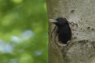 Cute to look at... Black woodpecker (Dryocopus martius), young female black woodpecker, short red