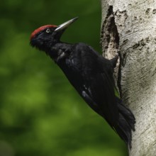 Black woodpecker (Dryocopus martius), adult male, sitting in typical pose in front of his breeding