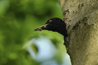 Black woodpecker (Dryocopus martius), adult male, looks out of his breeding cavity in an old beech