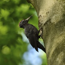 Woodpecker tongue... Black woodpecker (Dryocopus martius), adult male, sits in typical pose in
