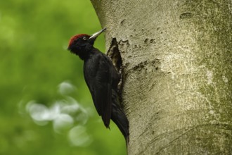Black woodpecker (Dryocopus martius), adult male, sits at his breeding cavity, tree cavity, nesting