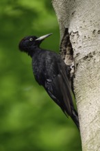Black woodpecker (Dryocopus martius), adult female, sits in typical pose in front of its breeding