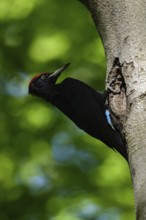 Black woodpecker (Dryocopus martius), adult male, sitting in a typical pose in front of his