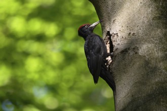 Black woodpecker (Dryocopus martius), adult male, sits in typical pose in front of his breeding den