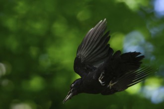 Black woodpecker (Dryocopus martius), adult bird in fast flight through the forest, has just left