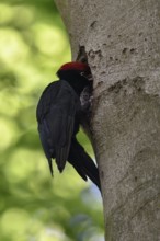 Black woodpecker (Dryocopus martius), adult male at the breeding cavity, nesting cavity, feeds
