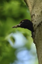 Black woodpecker (Dryocopus martius), adult male, looks out of his breeding cavity in an old beech