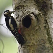 Beak full of food... Great spotted woodpecker (Dendrocopos major) at the breeding cavity, tree