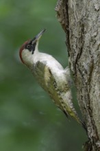 Climbing a tree... Green woodpecker (Picus viridis), typical woodpecker species in gardens, parks