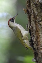 Somewhere in the forest... Green woodpecker (Picus viridis), female green woodpecker, native