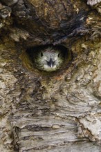 Silent observer... Green woodpecker (Picus viridis), young woodpecker, young woodpecker looks out