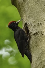 Black woodpecker (Dryocopus martius), adult male, sits at his breeding cavity, tree cavity, nesting