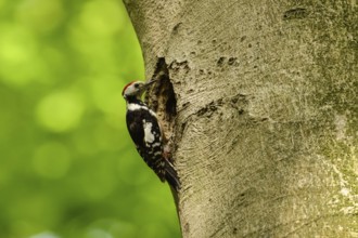 Delusions of grandeur... Middle spotted woodpecker (Leiopicus medius) sitting on an old beech tree,