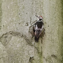 Middle spotted woodpecker (Leiopicus medius) on the trunk of an old copper beech in front of a
