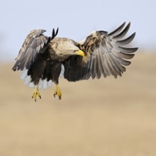 European white-tailed eagle (Haliaeetus albicilla) in flight over a wetland, is hunting, observing