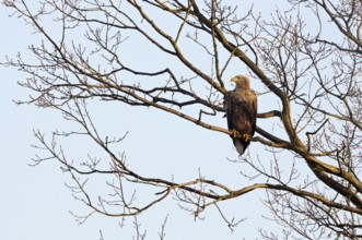 In the tree... White-tailed eagle (Haliaeetus albicilla), our largest native eagle, adult bird,