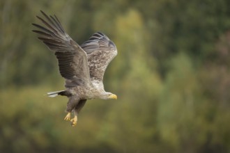 On large, broad wings... White-tailed eagle (Haliaeetus albicilla), mighty bird of prey, adult