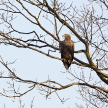 In the tree... White-tailed eagle (Haliaeetus albicilla) resting on a branch, securing the