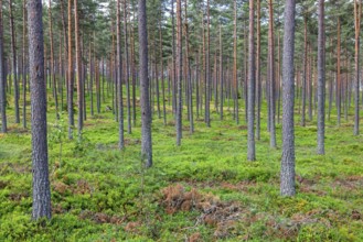 Pine forest with green blueberry bushes on the ground in summer