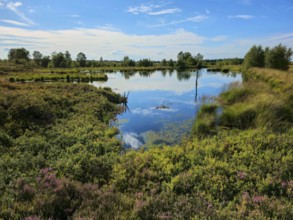 A calm moor lake reflects the blue sky with clouds, surrounded by green nature, summer, High Fens,