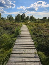 A wooden path leads through a blooming heath landscape under a sunny sky, summer, High Fens, Eifel