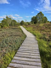 A winding wooden path runs through a heath, wooded landscape, summer, High Fens, Eifel National