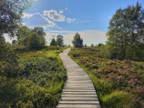 A wooden path stretches through an idyllic heath landscape with trees under a blue sky, summer,