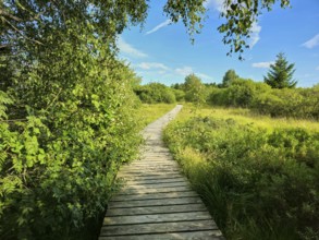 A narrow wooden footbridge leads through a green heath landscape under a blue sky with a few
