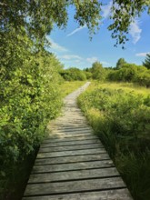 A wooden path leads through dense vegetation with trees and bushes under a blue sky, summer, High