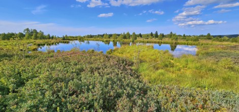 A tranquil landscape with a moor pond and reflecting clouds, lined with green vegetation, summer,
