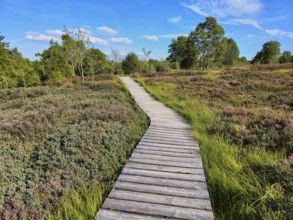 A wooden path winds through a flowering and heather landscape under a blue sky, summer, High Fens,