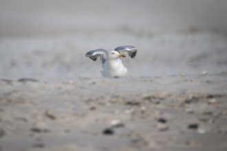 A seagull takes flight near Hvide Sande, North Sea, Denmark