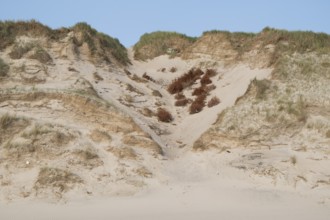 Natural sand dune with grass in front of a clear blue sky, dead trees for dune protection, near