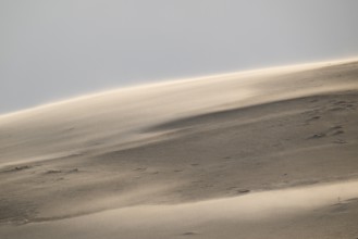 Curved sand dune in strong winds, near Hvide Sande, Jutland, Denmark