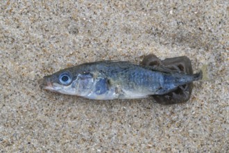 A dead, shimmering blue fish lies on a sandy beach near Hvide Sande, Jutland, Denmark